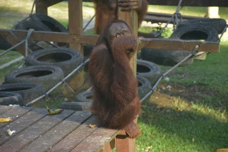Orangutan a la guarderia