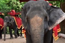 Elefants preparats per rebre turistes